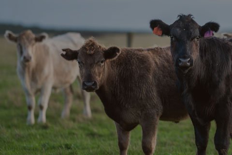 cattle in field