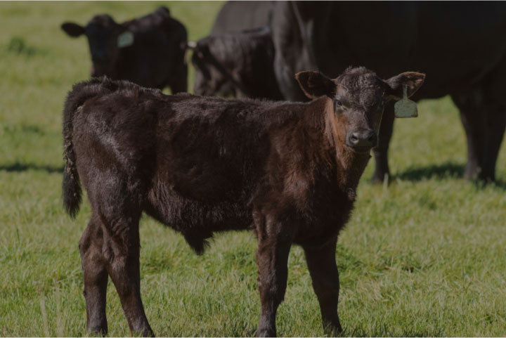 cattle in field