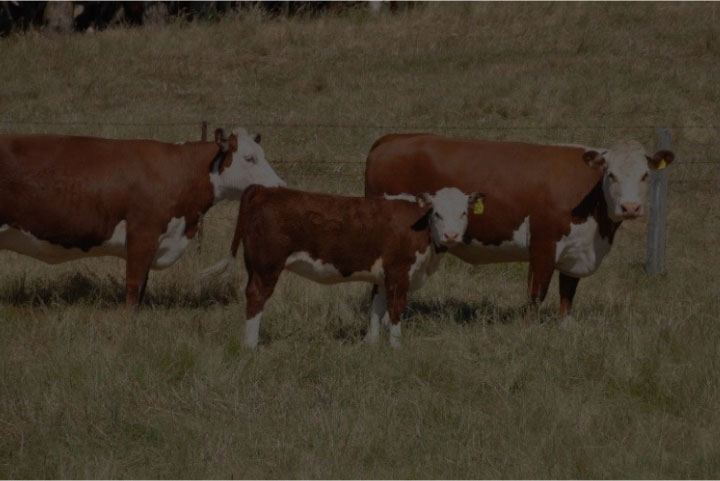 cattle in field