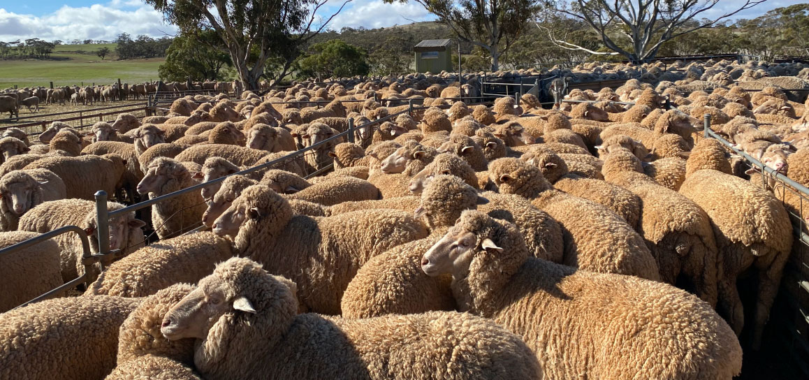 sheep in fences