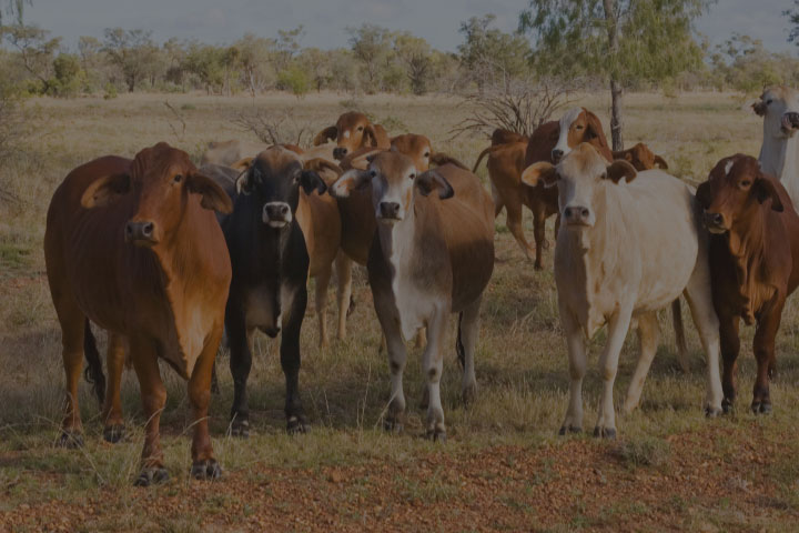 cattle in field