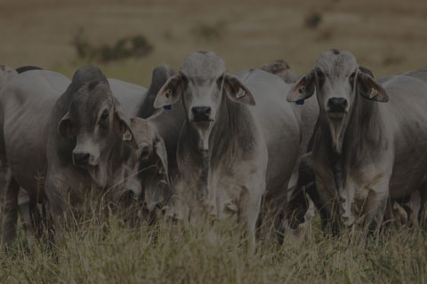 cattle in field