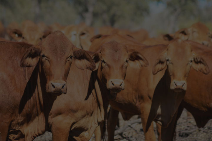 cattle in field