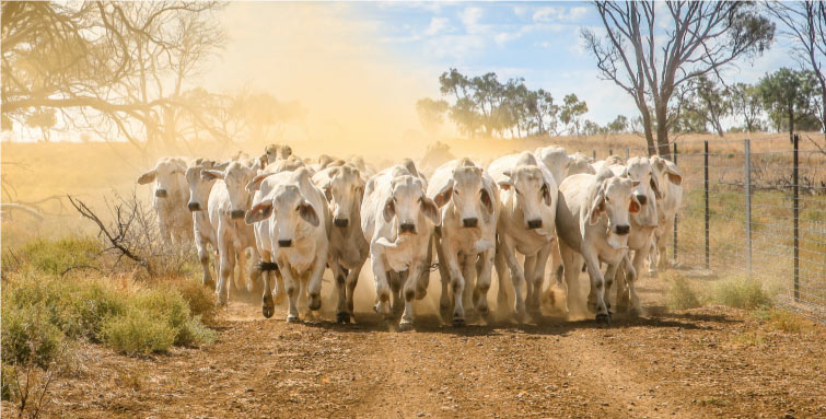 cattle walking down dirt road