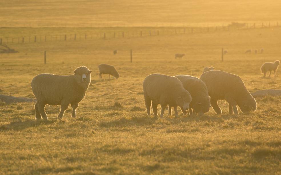 sheep in field