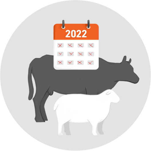 calendar cattle