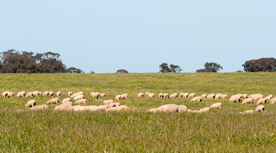 Sheeps_in_field