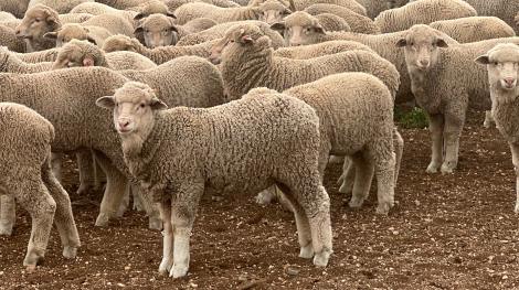 merino lambs