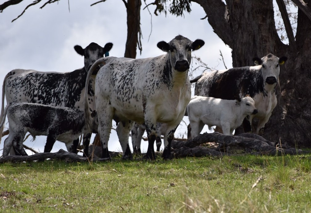 Livestock Market Insights. Speckle Park Cattle