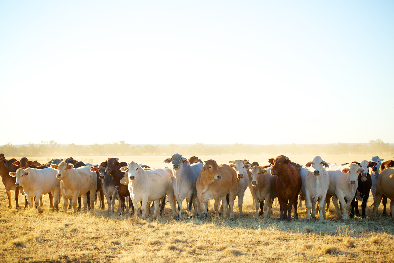 Autumn_Livestock_Trading_Fundamentals_StockCo_Australia