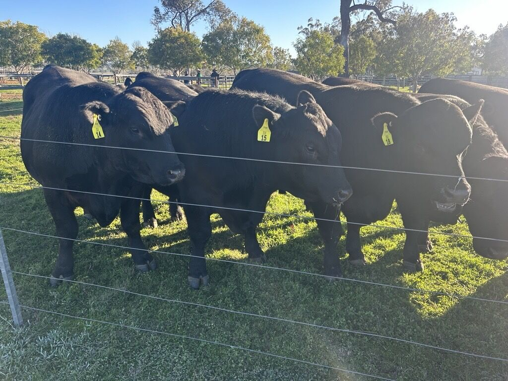 Weekly Cattle Update